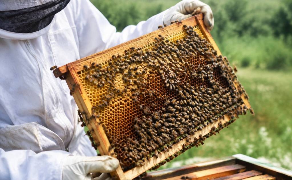 Acheter des abeilles : conseils pour choisir une colonie en bonne santé