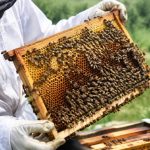 Acheter des abeilles : conseils pour choisir une colonie en bonne santé