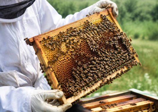 Acheter des abeilles : conseils pour choisir une colonie en bonne santé
