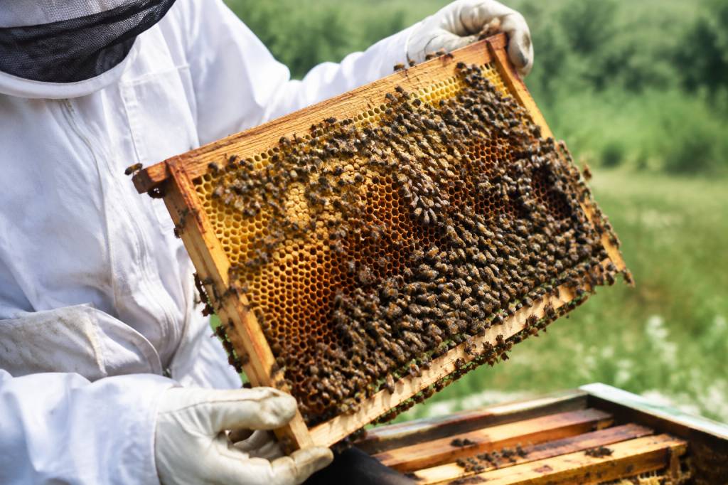 Acheter des abeilles : conseils pour choisir une colonie en bonne santé