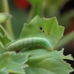 Chenille verte géranium : comment la reconnaître et la traiter naturellement