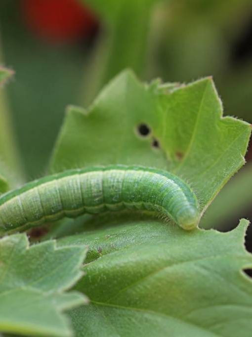 Chenille verte géranium : comment la reconnaître et la traiter naturellement