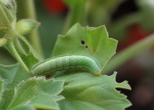 Chenille verte géranium : comment la reconnaître et la traiter naturellement