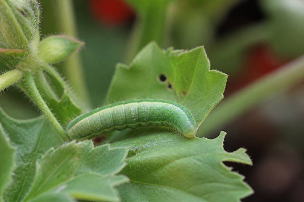 Chenille verte géranium : comment la reconnaître et la traiter naturellement