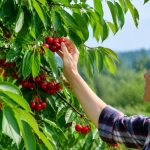 Cerisier vers : comment protéger vos arbres fruitiers naturellement