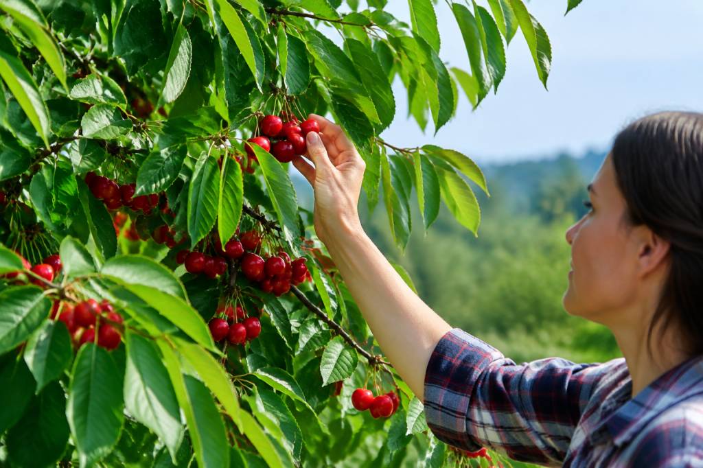 Cerisier vers : comment protéger vos arbres fruitiers naturellement