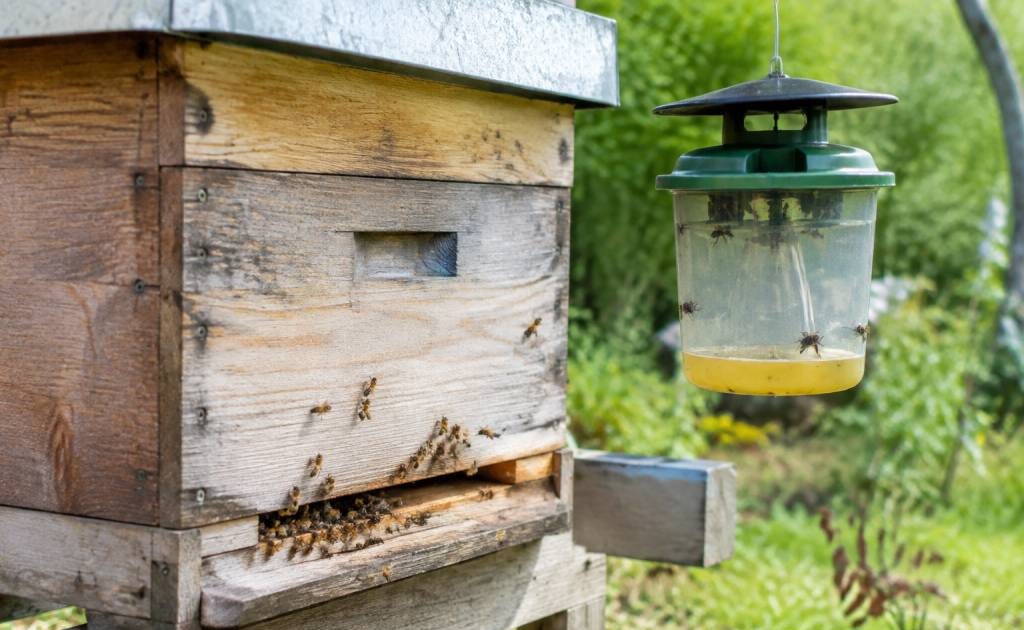 Centre d'apiculture : conseils et services pour protéger vos abeilles des frelons asiatiques et des guêpes