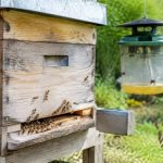 Centre d'apiculture : conseils et services pour protéger vos abeilles des frelons asiatiques et des guêpes