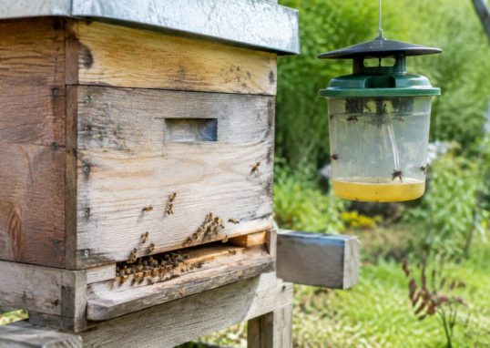 Centre d'apiculture : conseils et services pour protéger vos abeilles des frelons asiatiques et des guêpes