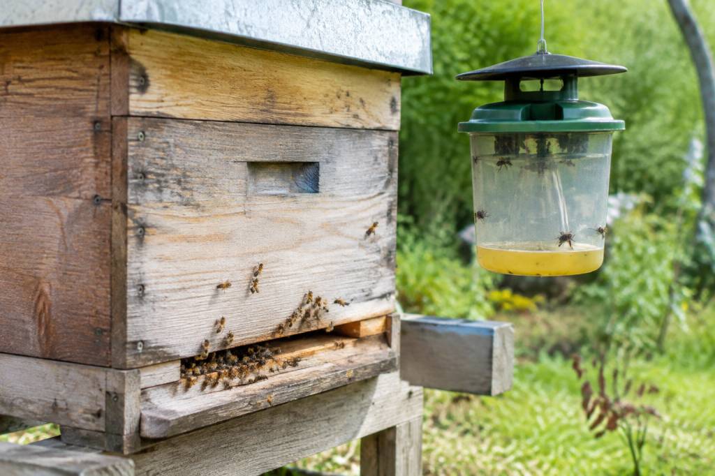 Centre d'apiculture : conseils et services pour protéger vos abeilles des frelons asiatiques et des guêpes
