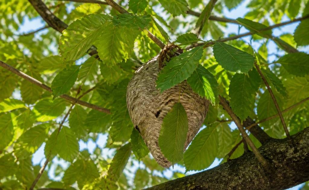 Feuilles marronnier : rôle et protection contre les frelons asiatiques
