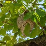 Feuilles marronnier : rôle et protection contre les frelons asiatiques