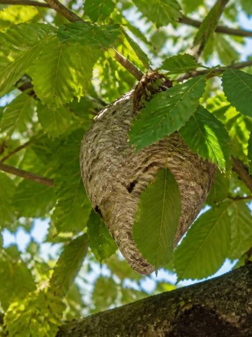 Feuilles marronnier : rôle et protection contre les frelons asiatiques