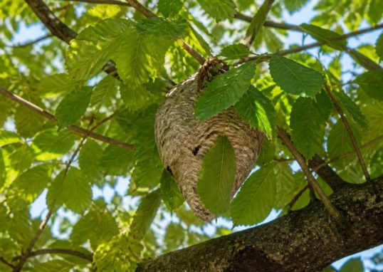 Feuilles marronnier : rôle et protection contre les frelons asiatiques