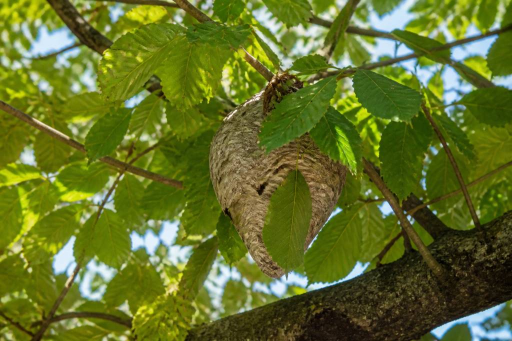Feuilles marronnier : rôle et protection contre les frelons asiatiques
