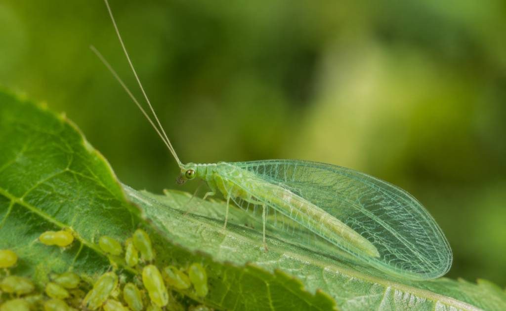 Chrysope oeufs : un allié naturel contre les ravageurs au jardin