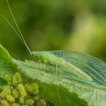 Chrysope oeufs : un allié naturel contre les ravageurs au jardin