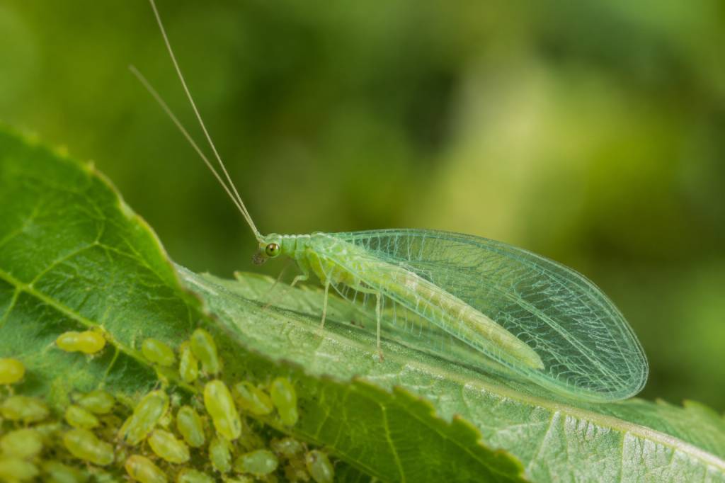 Chrysope oeufs : un allié naturel contre les ravageurs au jardin
