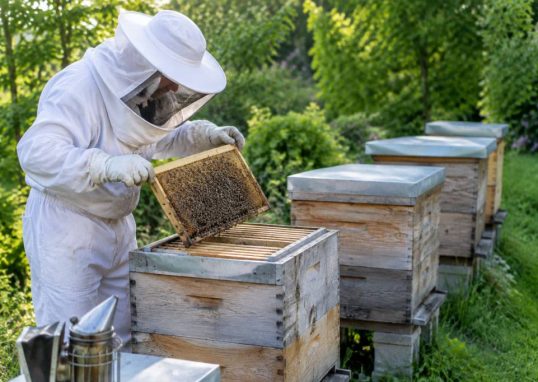 Combien de ruche pour un particulier : conseils pour débuter en apiculture