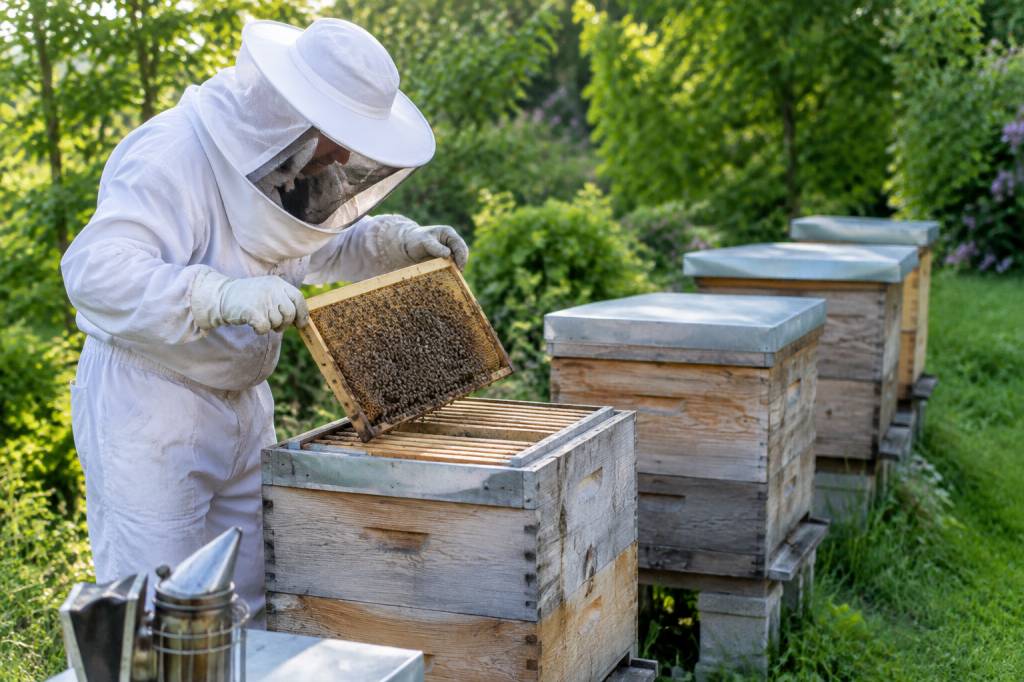 Combien de ruche pour un particulier : conseils pour débuter en apiculture