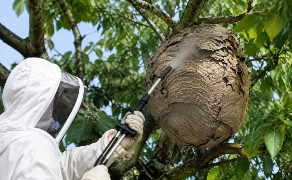 Centre apiculture saint etienne : destruction des nids de guêpes et de frelons asiatiques