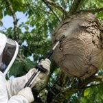 Centre apiculture saint etienne : destruction des nids de guêpes et de frelons asiatiques