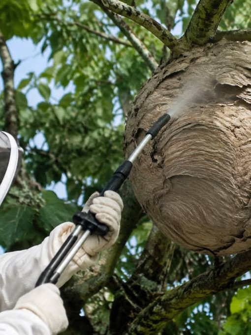 Centre apiculture saint etienne : destruction des nids de guêpes et de frelons asiatiques