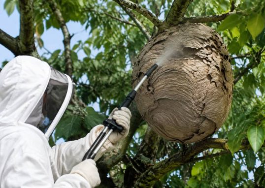 Centre apiculture saint etienne : destruction des nids de guêpes et de frelons asiatiques