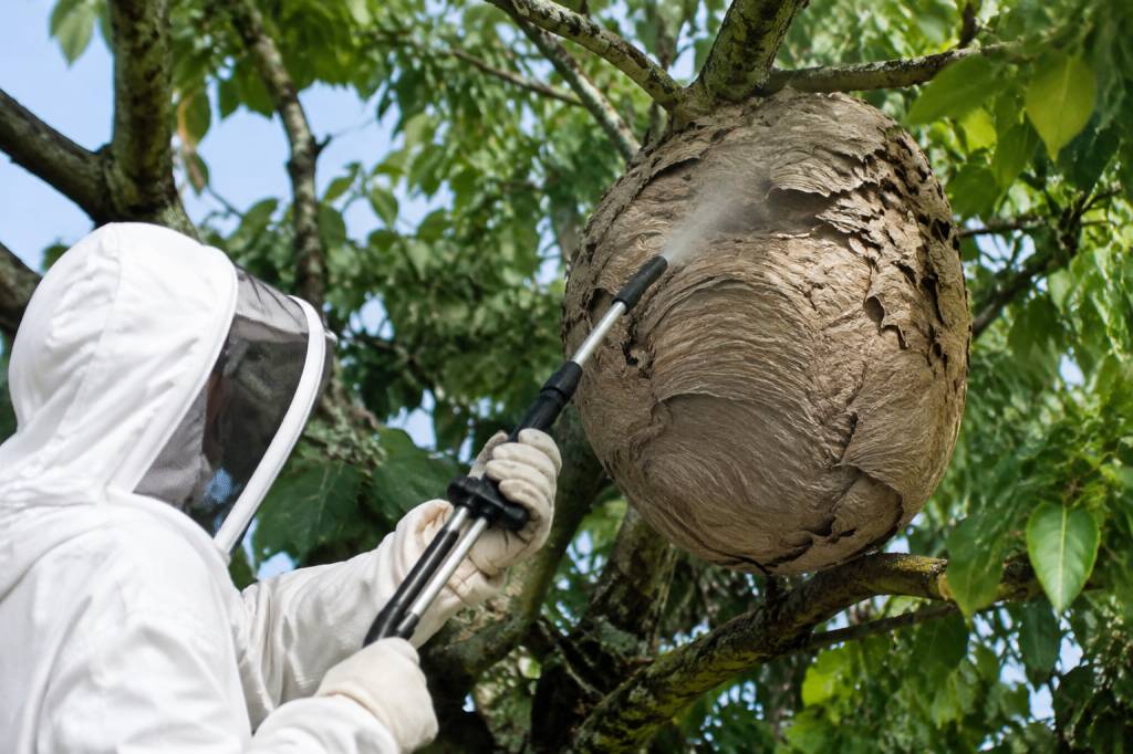 Centre apiculture saint etienne : destruction des nids de guêpes et de frelons asiatiques