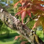 Cochenille erable du japon : comment protéger vos arbres efficacement