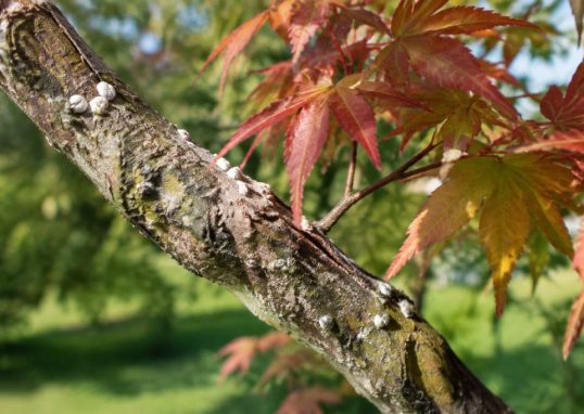 Cochenille erable du japon : comment protéger vos arbres efficacement