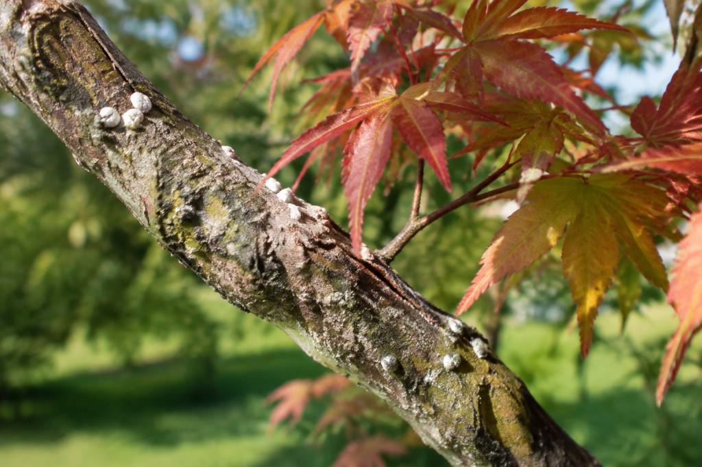 Cochenille erable du japon : comment protéger vos arbres efficacement