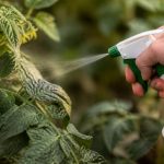 Aleurodes traitement naturel : méthodes efficaces pour protéger vos plantes