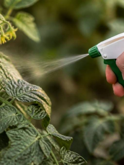 Aleurodes traitement naturel : méthodes efficaces pour protéger vos plantes