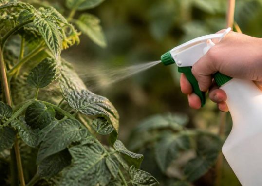 Aleurodes traitement naturel : méthodes efficaces pour protéger vos plantes