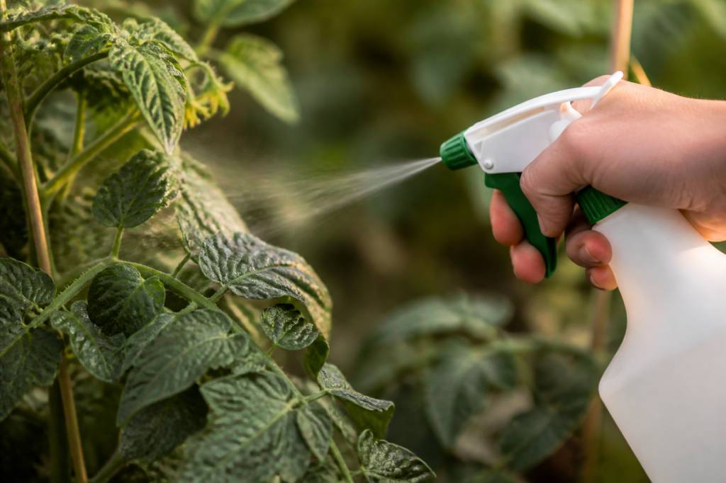 Aleurodes traitement naturel : méthodes efficaces pour protéger vos plantes