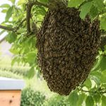 Essaimage abeilles : que faire face à un essaim ?