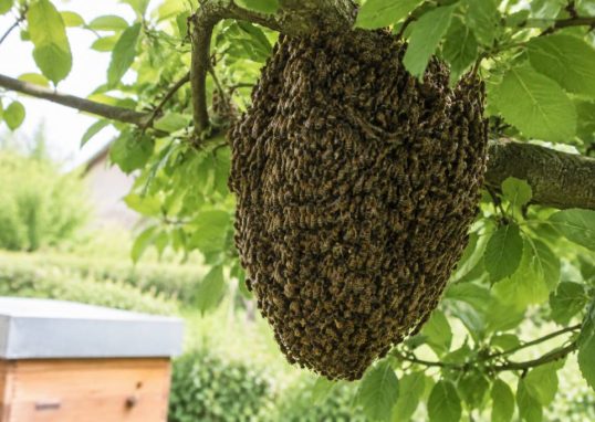 Essaimage abeilles : que faire face à un essaim ?