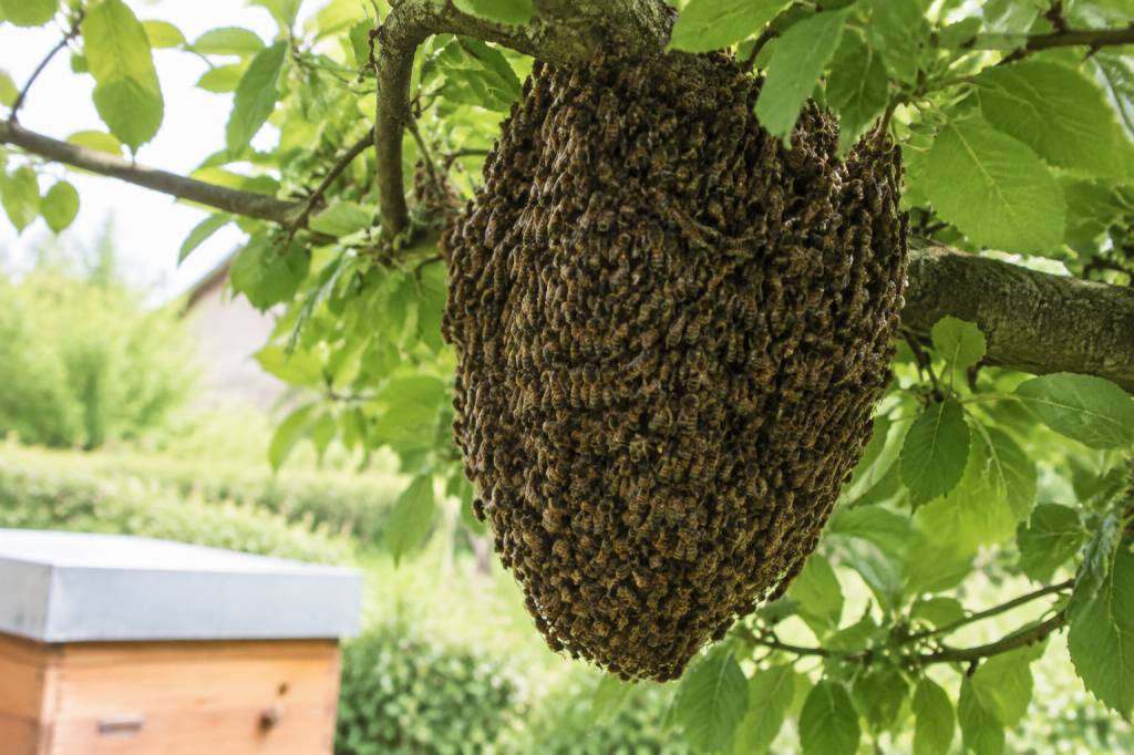 Essaimage abeilles : que faire face à un essaim ?
