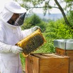 Catalogue apiculture pdf : matériel, conseils et services pour les apiculteurs