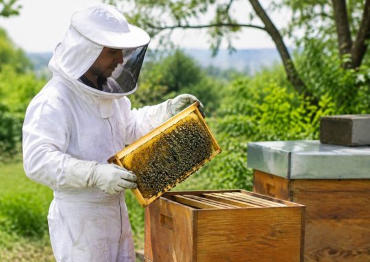 Catalogue apiculture pdf : matériel, conseils et services pour les apiculteurs