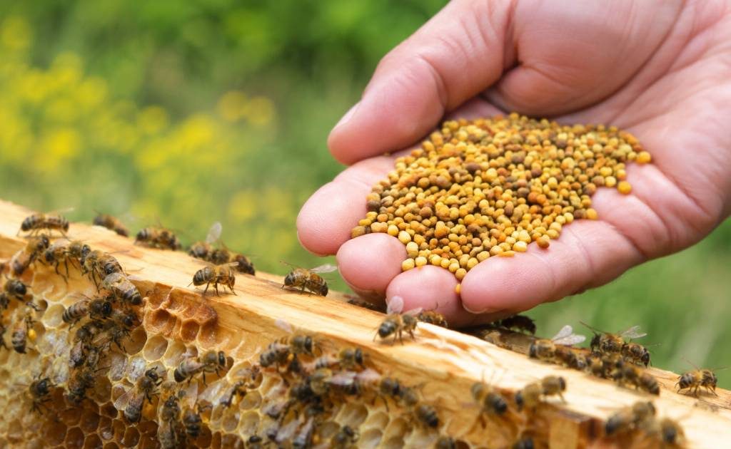 Bienfait du pollen d’abeille : ses atouts pour la santé des abeilles en apiculture