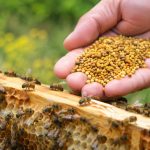 Bienfait du pollen d’abeille : ses atouts pour la santé des abeilles en apiculture