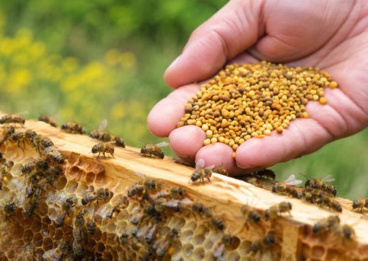 Bienfait du pollen d’abeille : ses atouts pour la santé des abeilles en apiculture