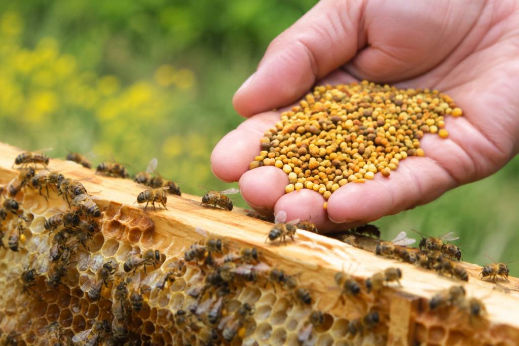 Bienfait du pollen d’abeille : ses atouts pour la santé des abeilles en apiculture