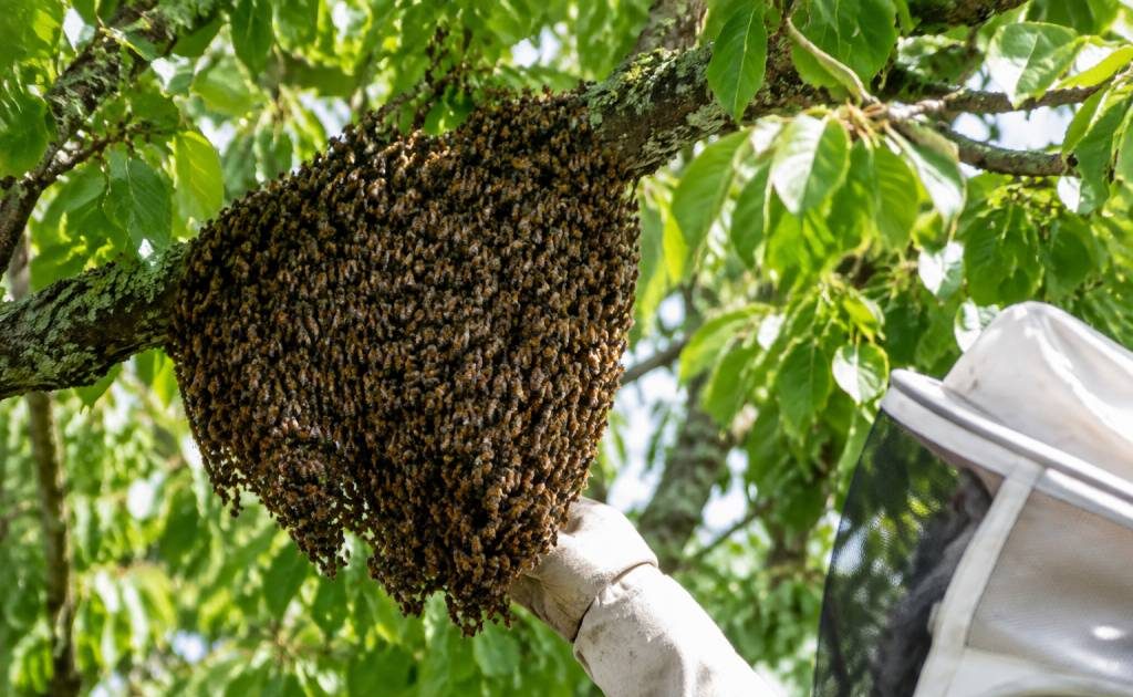 Donne essaim d’abeilles : comment trouver un essaim près de chez vous ?