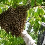 Donne essaim d’abeilles : comment trouver un essaim près de chez vous ?