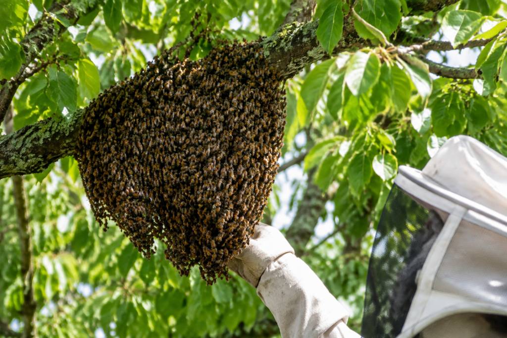 Donne essaim d’abeilles : comment trouver un essaim près de chez vous ?