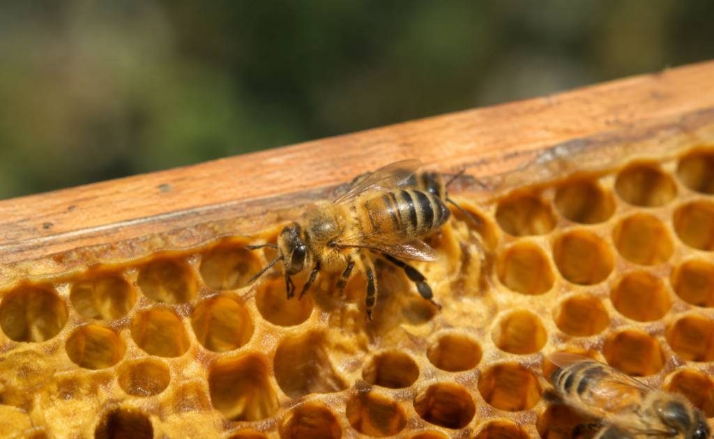 Bouton abeille : comprendre son rôle dans la ruche