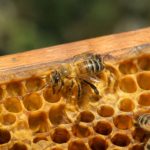 Bouton abeille : comprendre son rôle dans la ruche